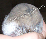 hamster diarrhoea
